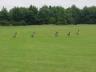 canada geese taking shortcut across country park.jpg